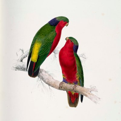 Vini kuhlii da Edward Lear